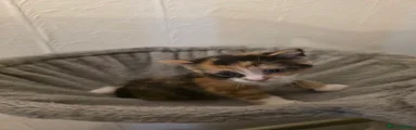 Calico Female 2