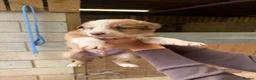 Mixed Breed dogs for sale: Collie puppies  - Advert 11