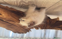 Ragdoll cats for sale: GCCF SEALPOINT RAGDOLL KITTENS - Image 19