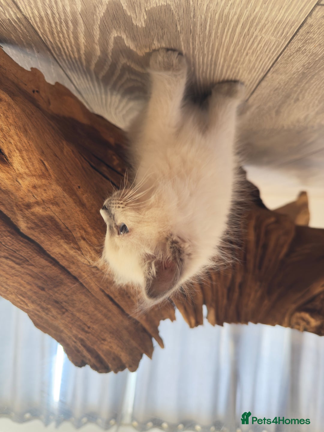 Ragdoll cats for sale: GCCF SEALPOINT RAGDOLL KITTENS - Image 19