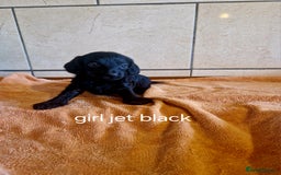 Doxiepoo dogs for sale: 9 beautiful doxiepoo puppies for sale  - Image 5