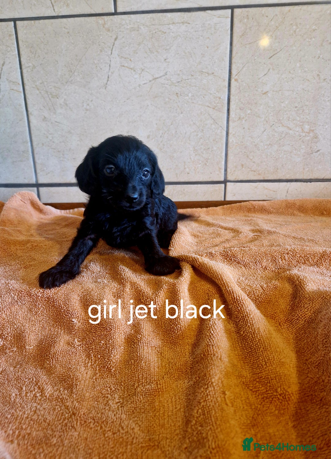 Doxiepoo dogs for sale: 9 beautiful doxiepoo puppies for sale  - Image 5