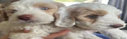 Cockapoo dogs for sale: Cockerpoo Puppies - Advert 17