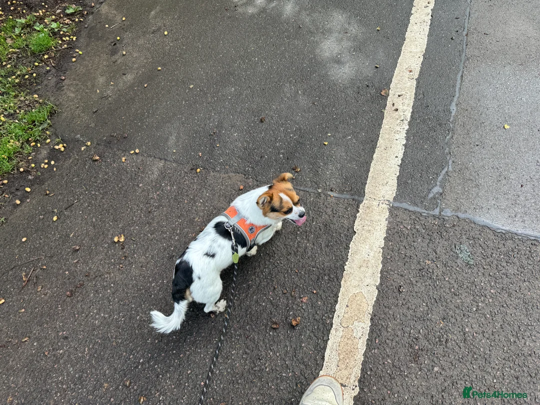 Mixed Breed dogs for sale: Jack 1 year old mixed breed small dog - Advert 3
