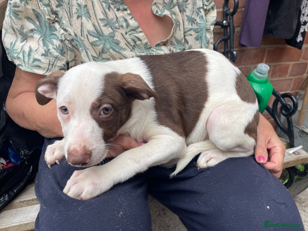 Mixed Breed dogs for sale: Staff collie cross puppies  - Image 4