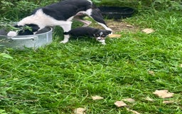 Border Collie dogs for sale: 4 border collie males looking for forever homes  - Image 1