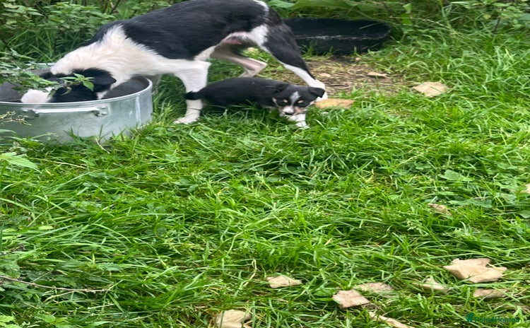 Border Collie dogs - Advert 1