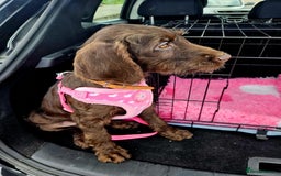 Mixed Breed dogs for sale: Poodle/pointer puppies in Cumnock - Image 6