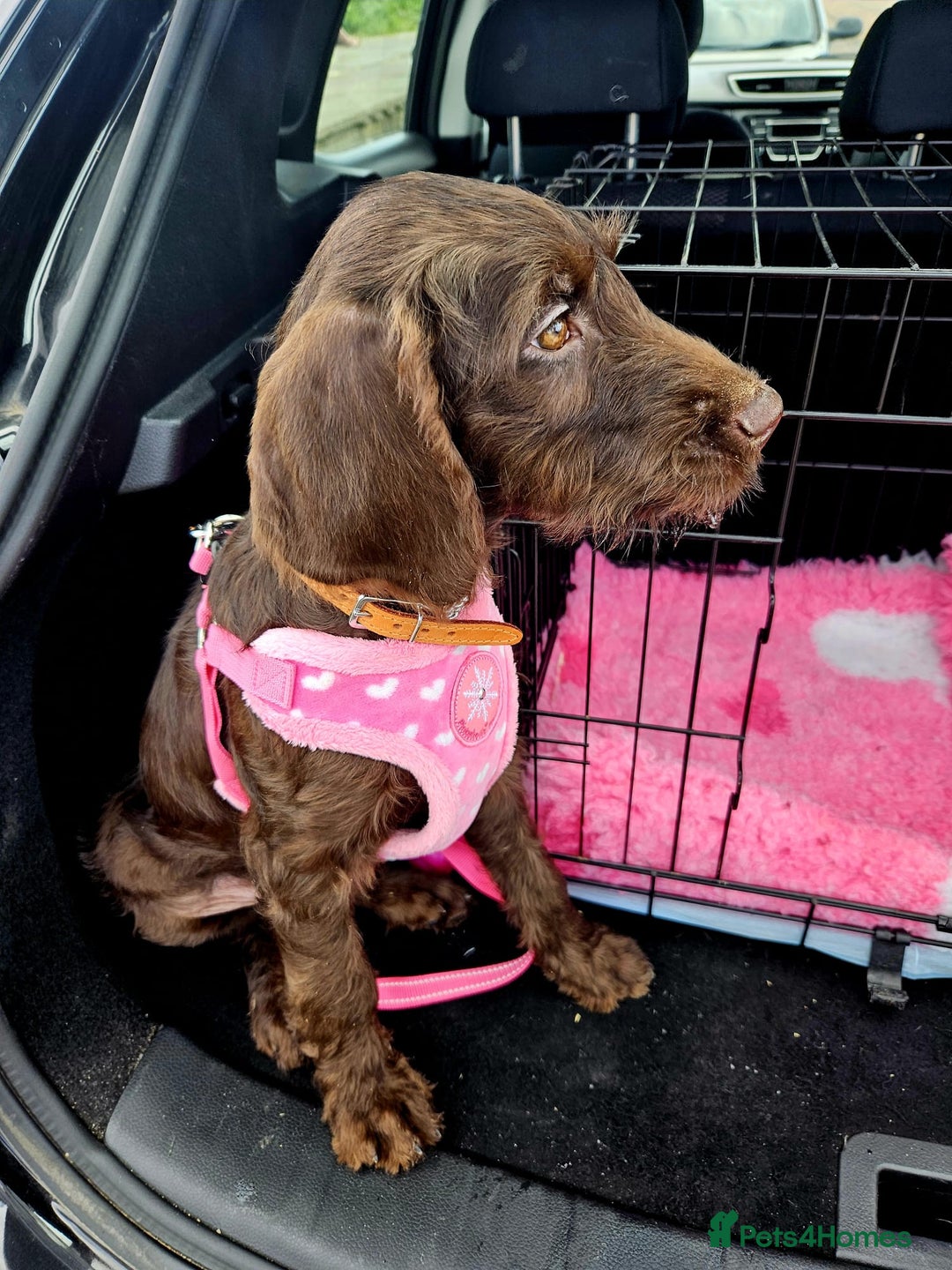 Mixed Breed dogs for sale: Poodle/pointer puppies in Cumnock - Image 6