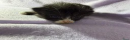 Mixed Breed cats for sale: 4 kittens for sale  in Loughborough - Advert 12