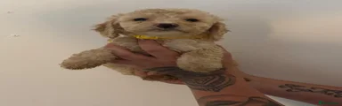 Cockapoo 2