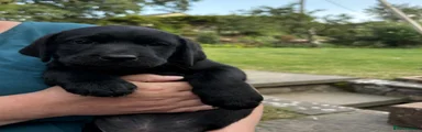Labrador Retriever 8
