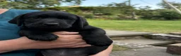 Labrador Retriever dogs for sale: Black Labrador Puppies - Advert 2