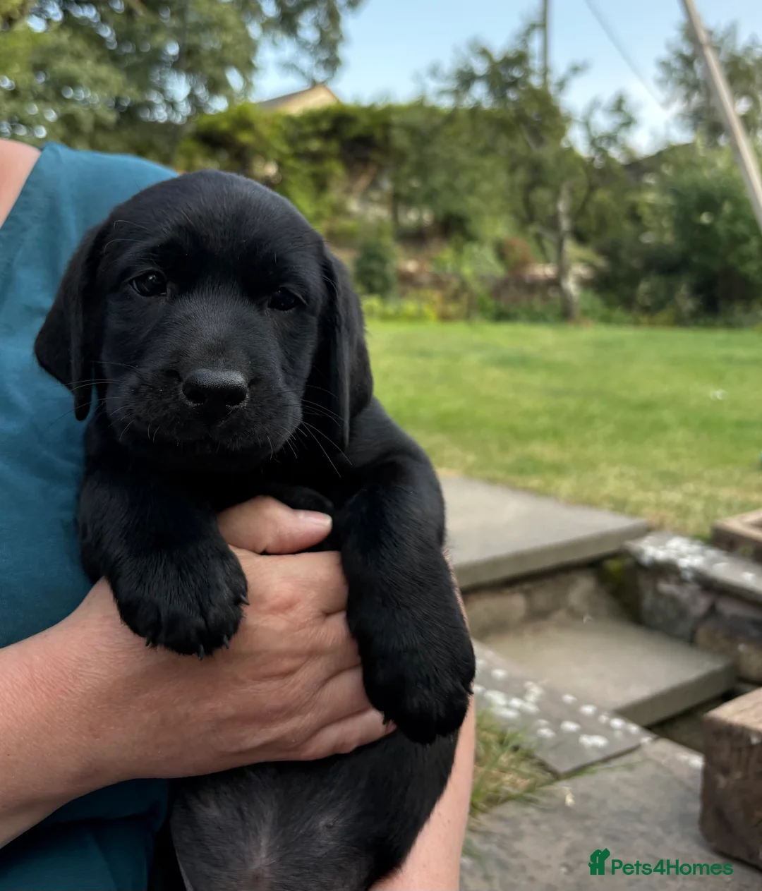Labrador Retriever dogs for sale: Black Labrador Puppies - Advert 2