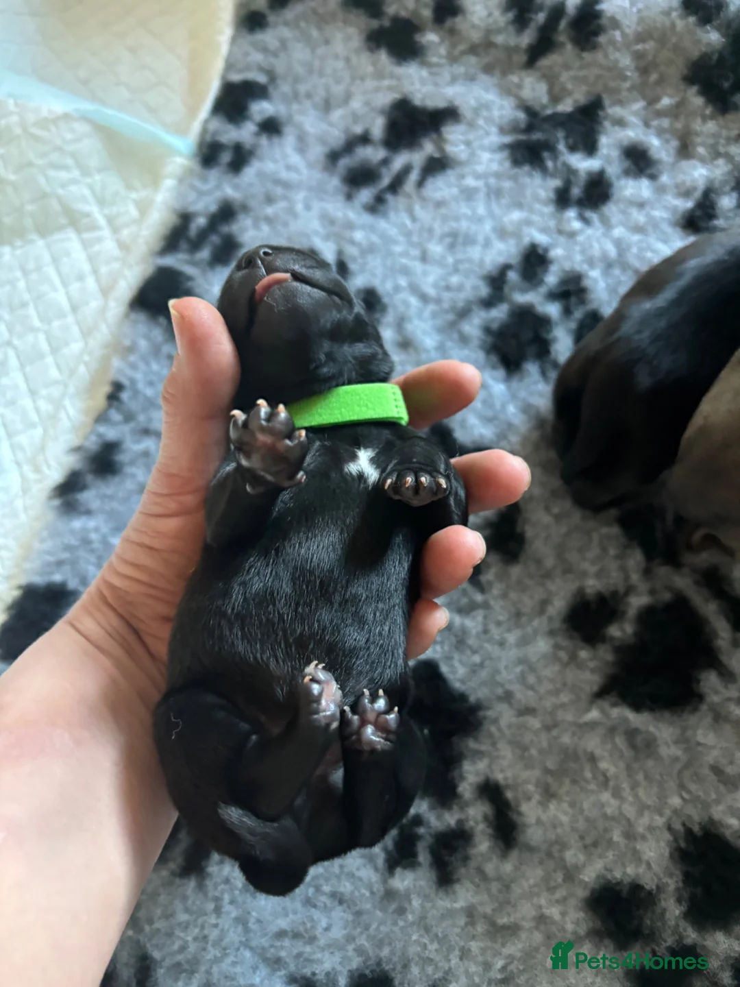 Staffordshire Bull Terrier dogs for sale: Stunning Litter - Advert 19