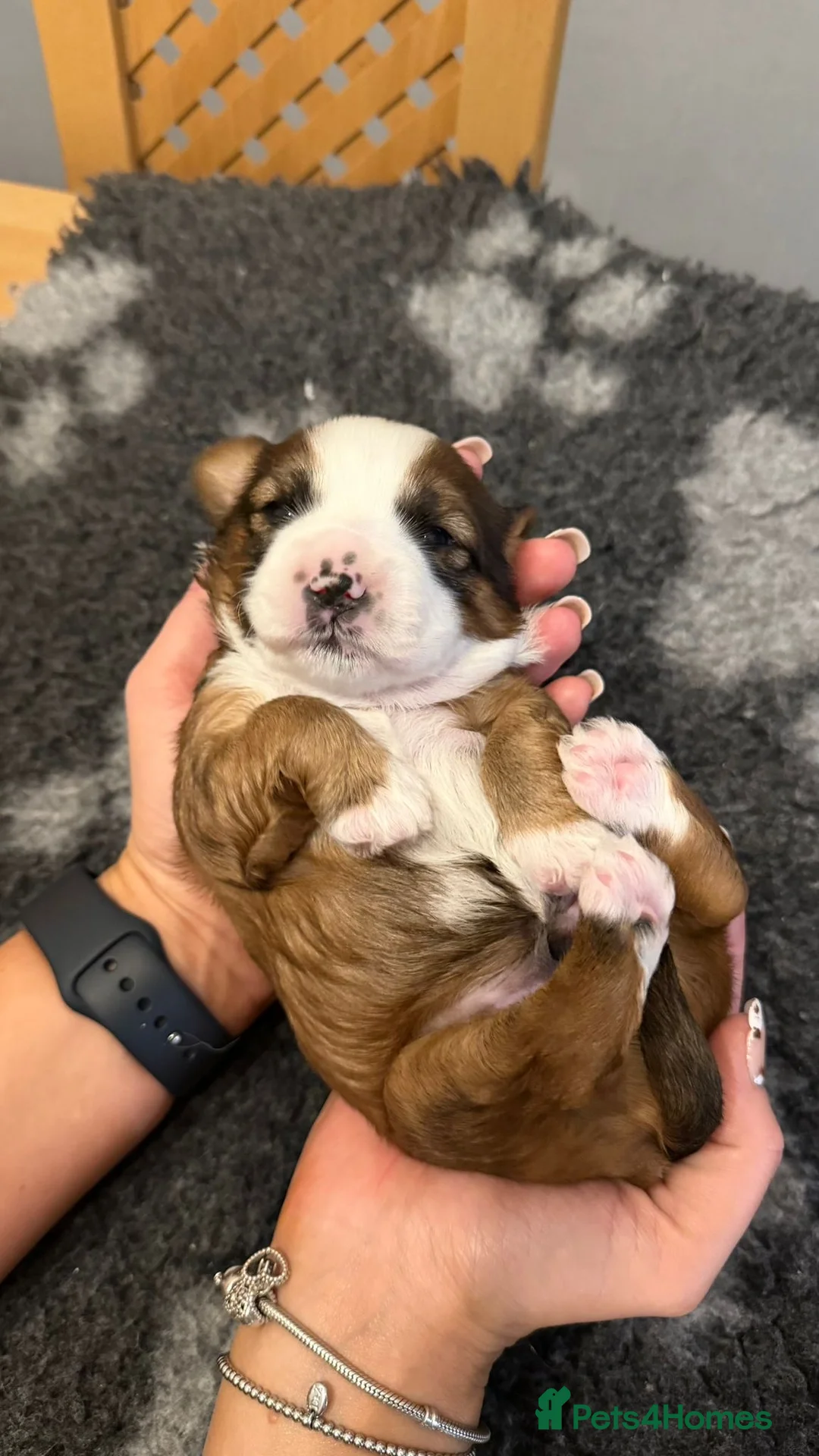 Tibetan Terrier dogs for sale: Kennel club registered Tibetan terrier puppies  - Advert 23