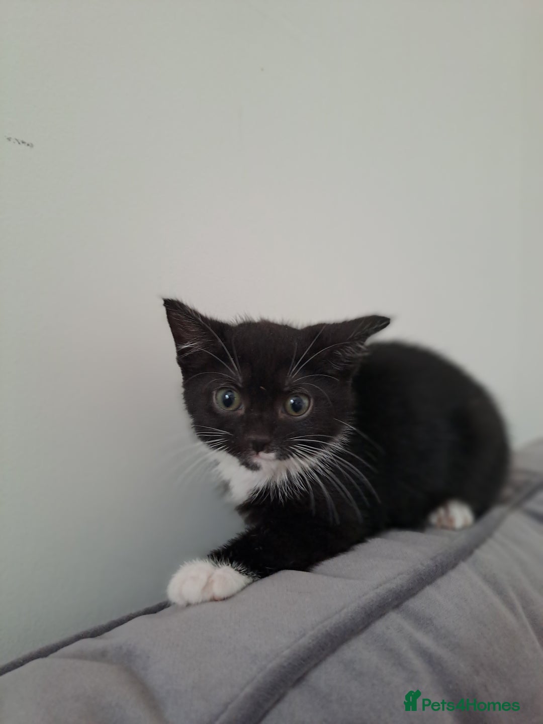 Domestic Shorthair cats for sale: 2 female kittens for sale - Image 10