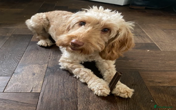 Cockapoo dogs for sale: F1 11 Month Cockapoo Friendly, Trained Vaccinated - Image 3