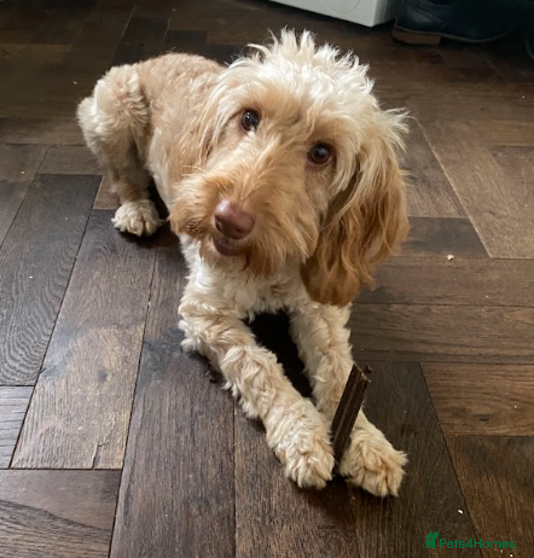 Cockapoo dogs for sale: F1 11 Month Cockapoo Friendly, Trained Vaccinated - Image 3