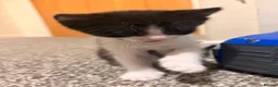 Mixed Breed cats for sale: 2 stunning black and white Kittens left - Advert 29