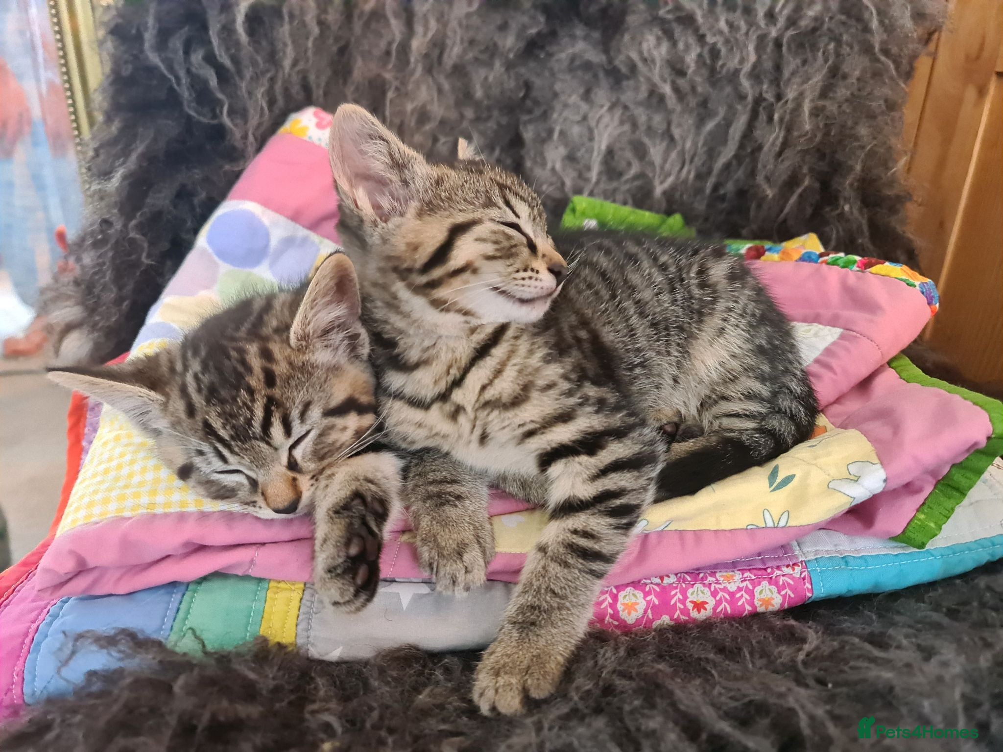 Mixed Breed cats 2 Male kittens Siamese Tabby mix - Advert 1