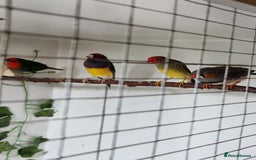 Finches birds for sale: Gouldian, parrot, zebra and star finch for sale - Image 2