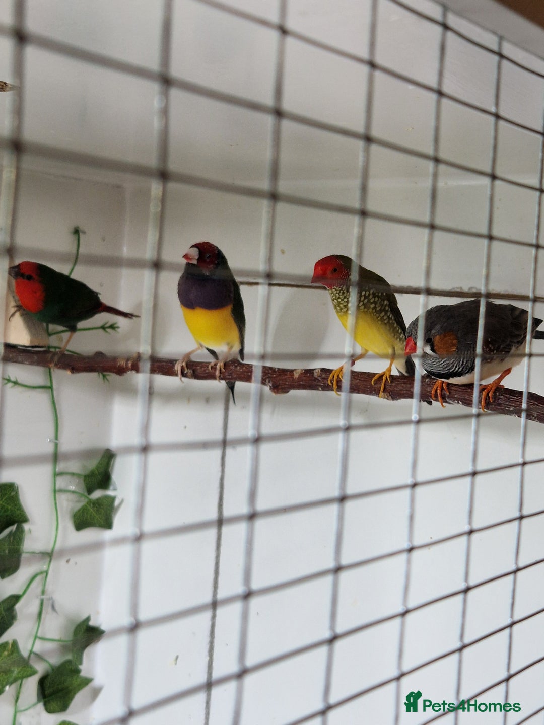 Finches birds for sale: Gouldian, parrot, zebra and star finch for sale - Image 2