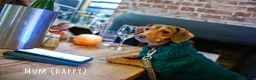 Jackshund dogs for sale: Daxijax/Jackshund/Dachshund/Jack - READY TO GO - Advert 33