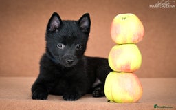 Schipperke dogs for sale: puppy schipperke - Image 13