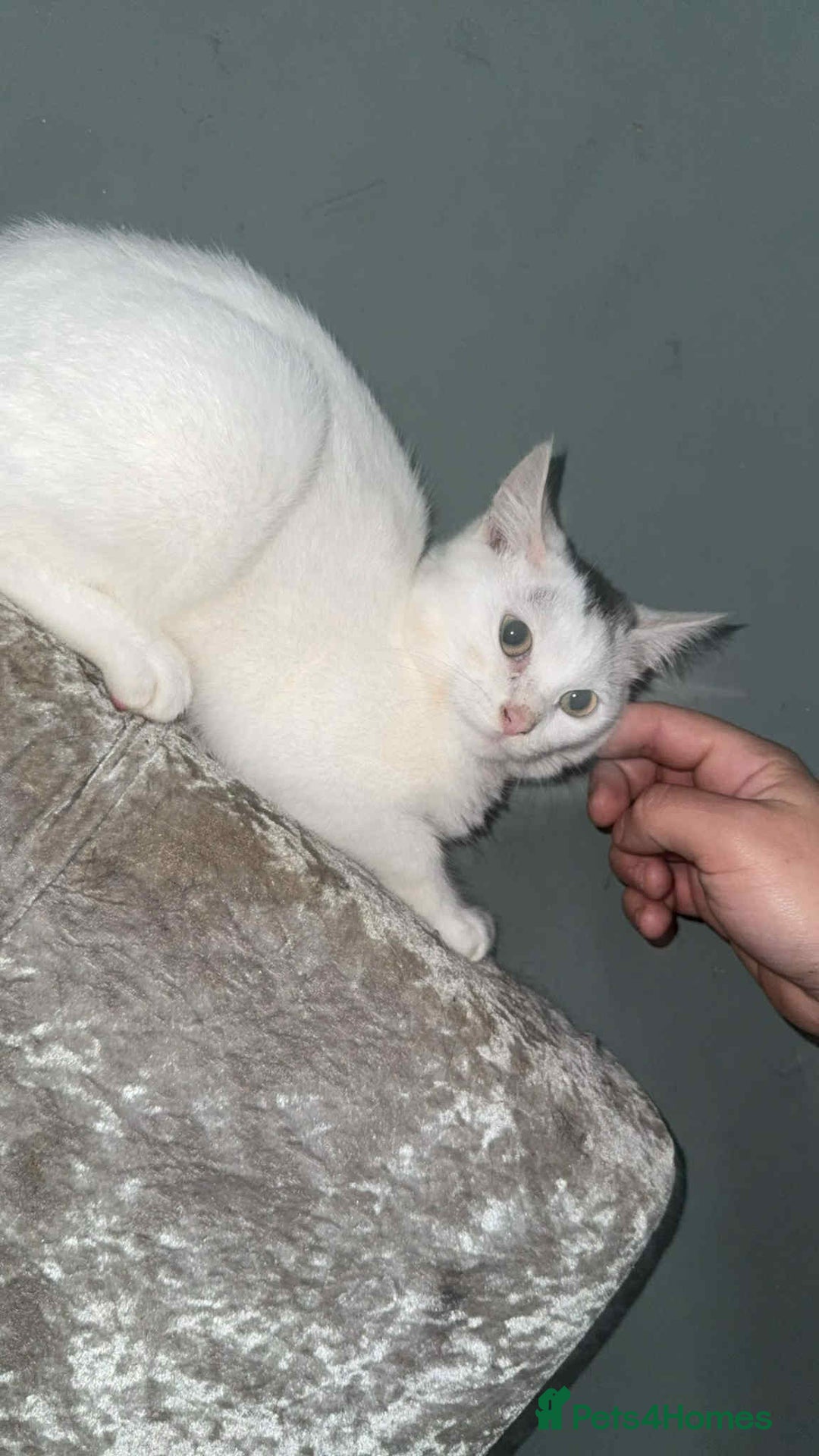 Mixed Breed cats for sale: Kittens for sale 6 months old  - Image 3