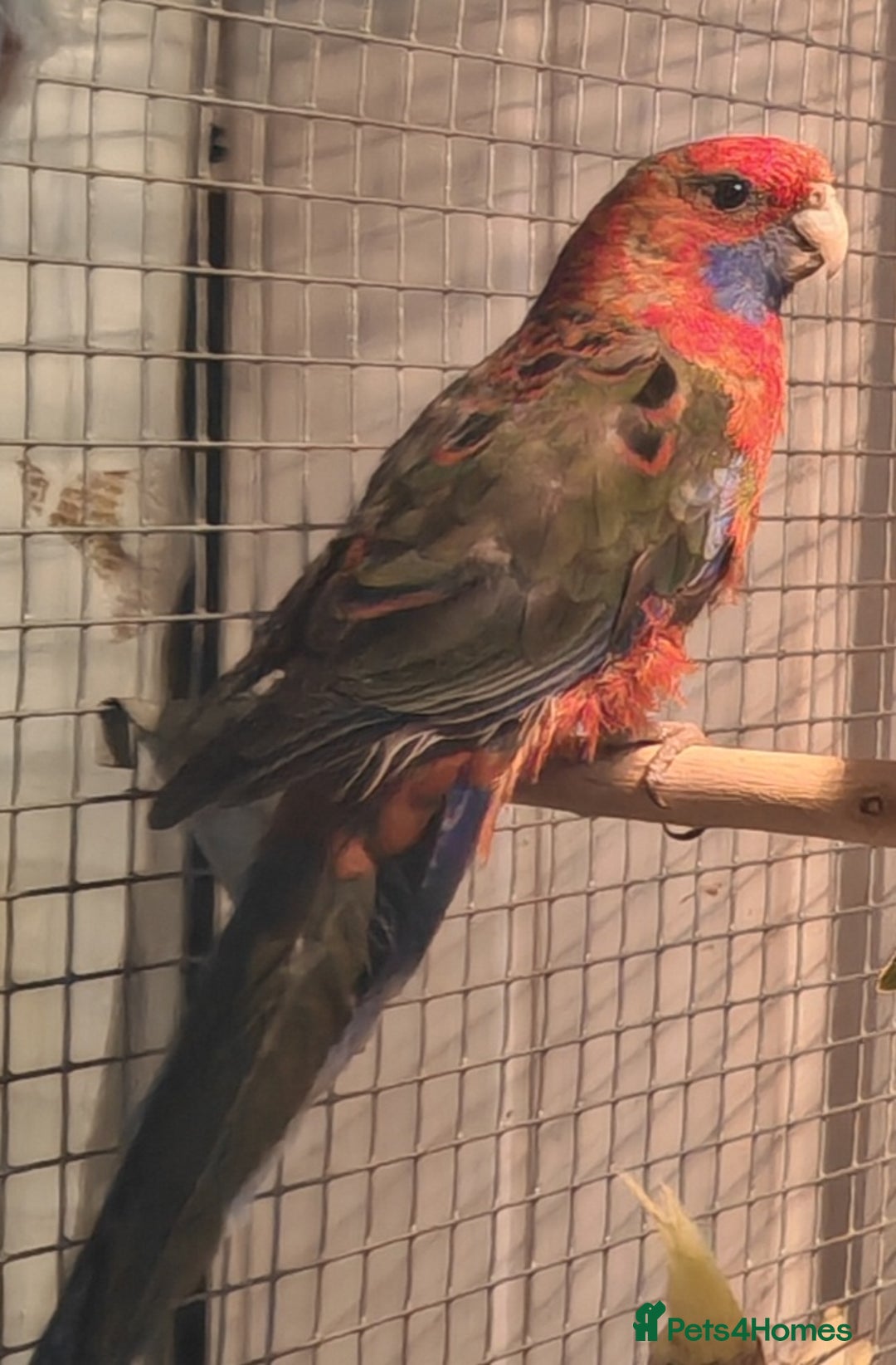 Parrots birds for sale: LOOK! BIRDS/PARAKEETS/PARROTS AVAILABLE  - Image 28