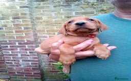 Labrador Retriever dogs for sale: Female(Red Collar) Fox Red Labrador KC registered - Image 1
