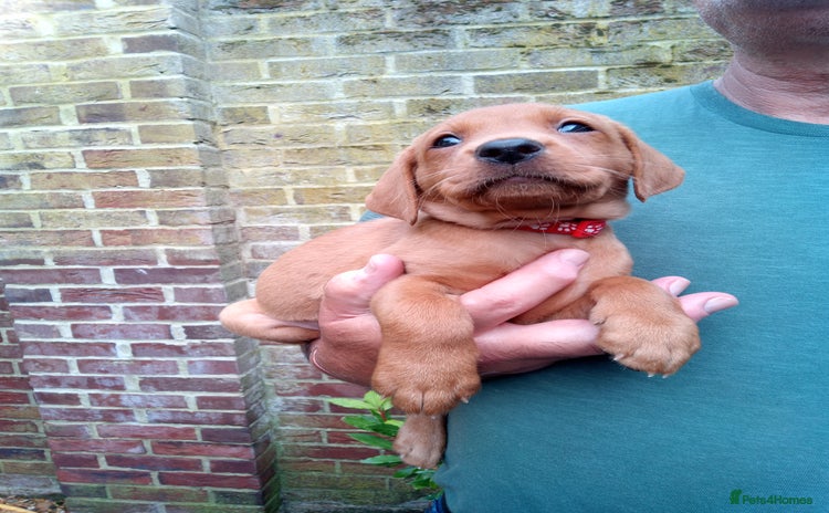 Labrador Retriever dogs - Advert 11