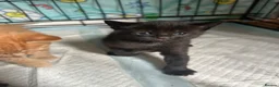 Mixed Breed cats for sale: Kittens Looking for Their Forever Homes in Wellington - Advert 5