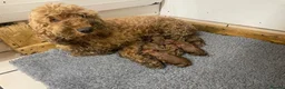 Cockapoo dogs for sale: Gorgeous F1B Miniature Cockapoos  Puppies - Advert 5