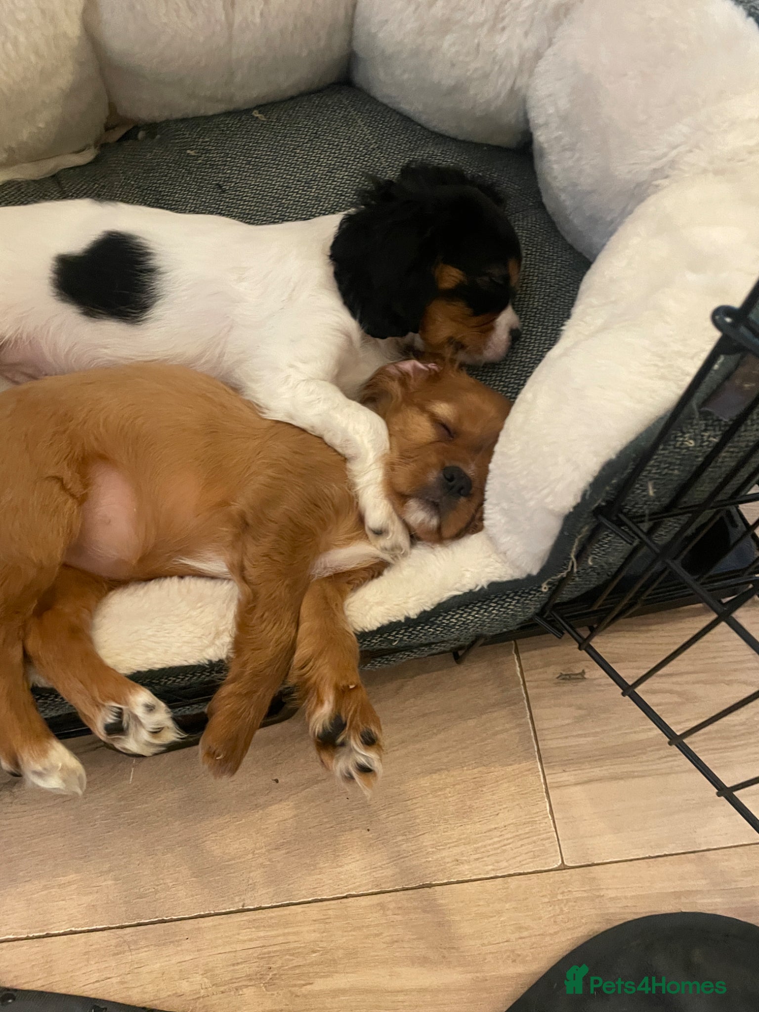 Cavalier King Charles Spaniel dogs 2 puppies and 10 month old available now :)  - Advert 2