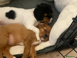 Cavalier King Charles Spaniel dogs 2 puppies and 10 month old available now :) - Advert 8