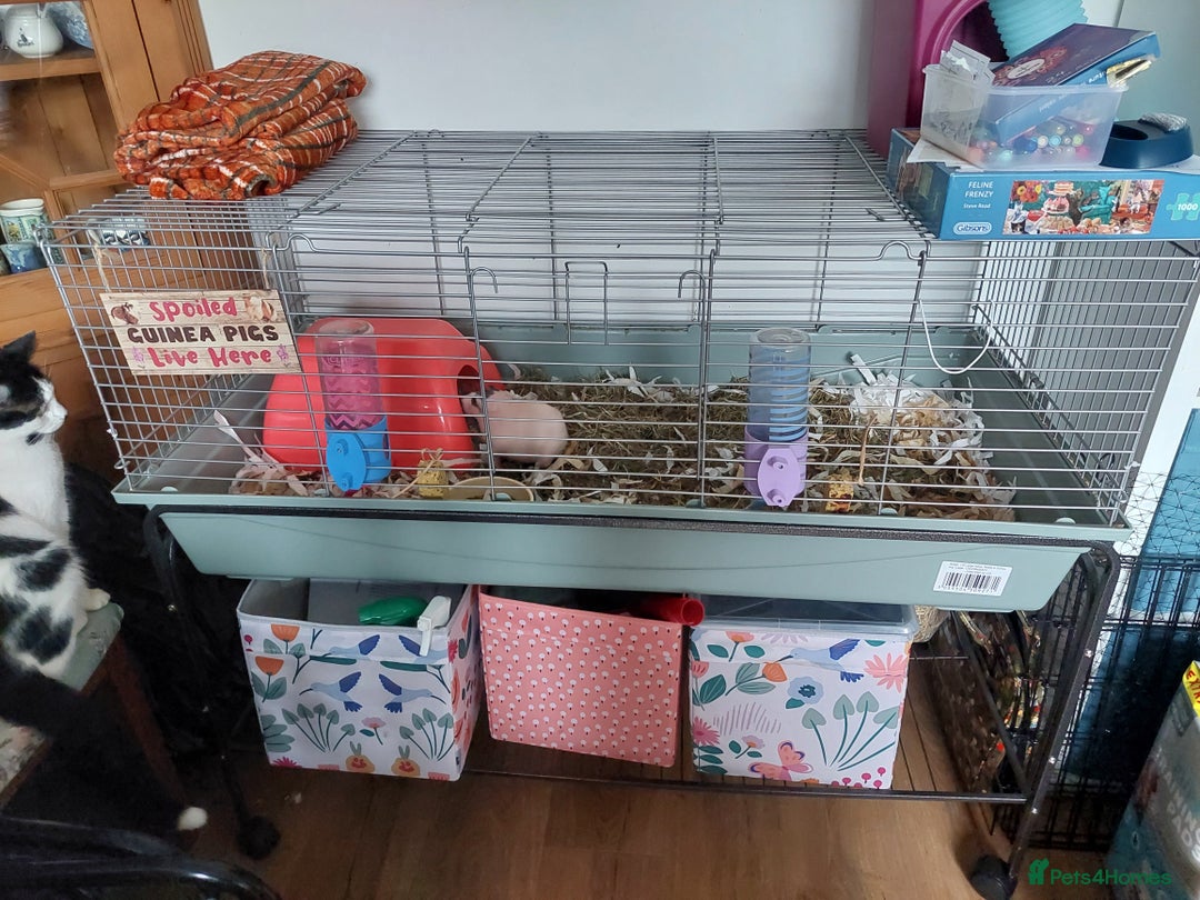 Guinea Pig rodents for sale: Skinny Pig Noars x 2 - Image 3