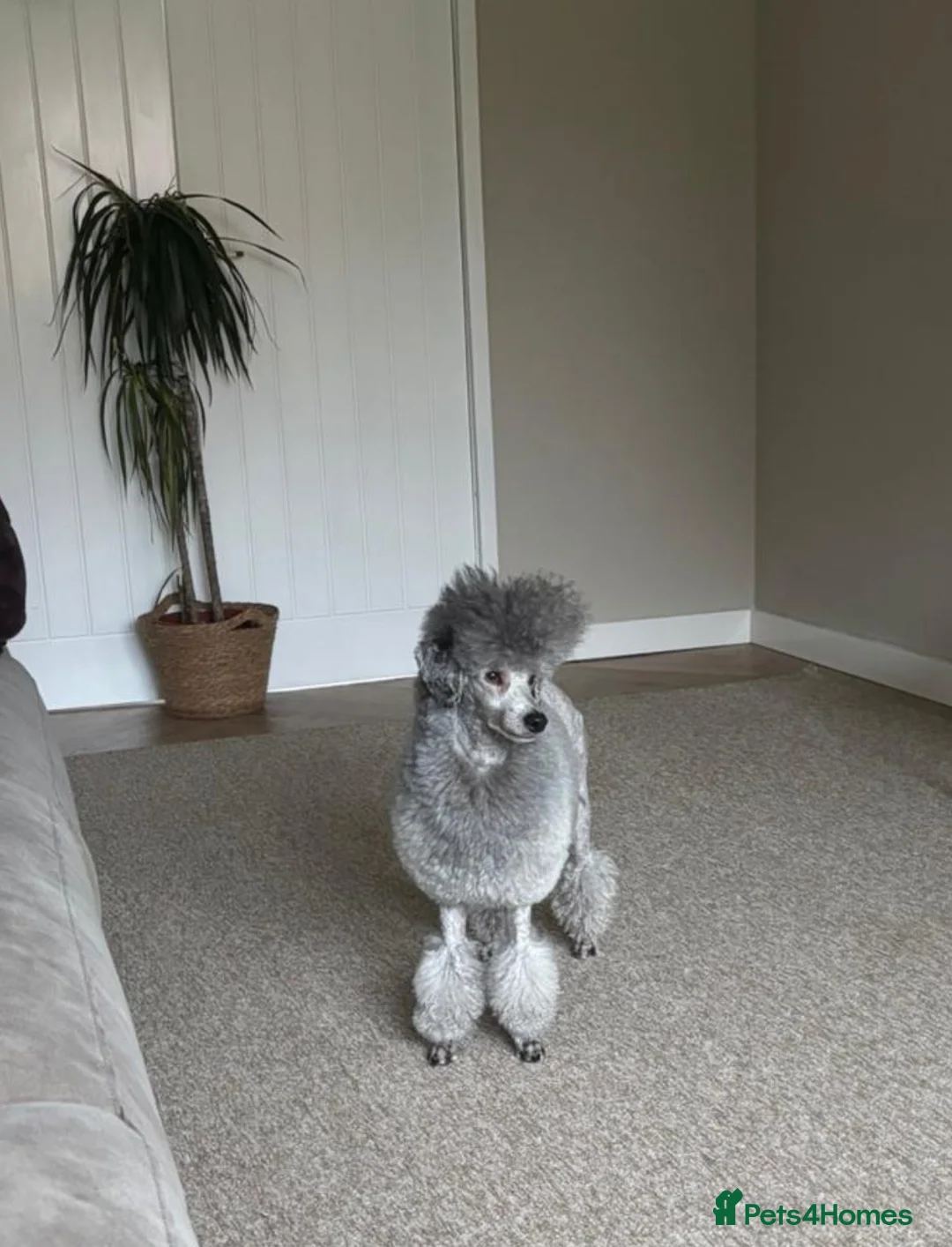 Cockapoo dogs for sale: Outstanding F1BB Health Tested Cockapoo - Advert 13