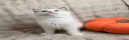 Ragdoll cats for sale: 💎 ROME: PEDIGREE BICOLOUR MITTED RAGDOLL  🩵 - Advert 7