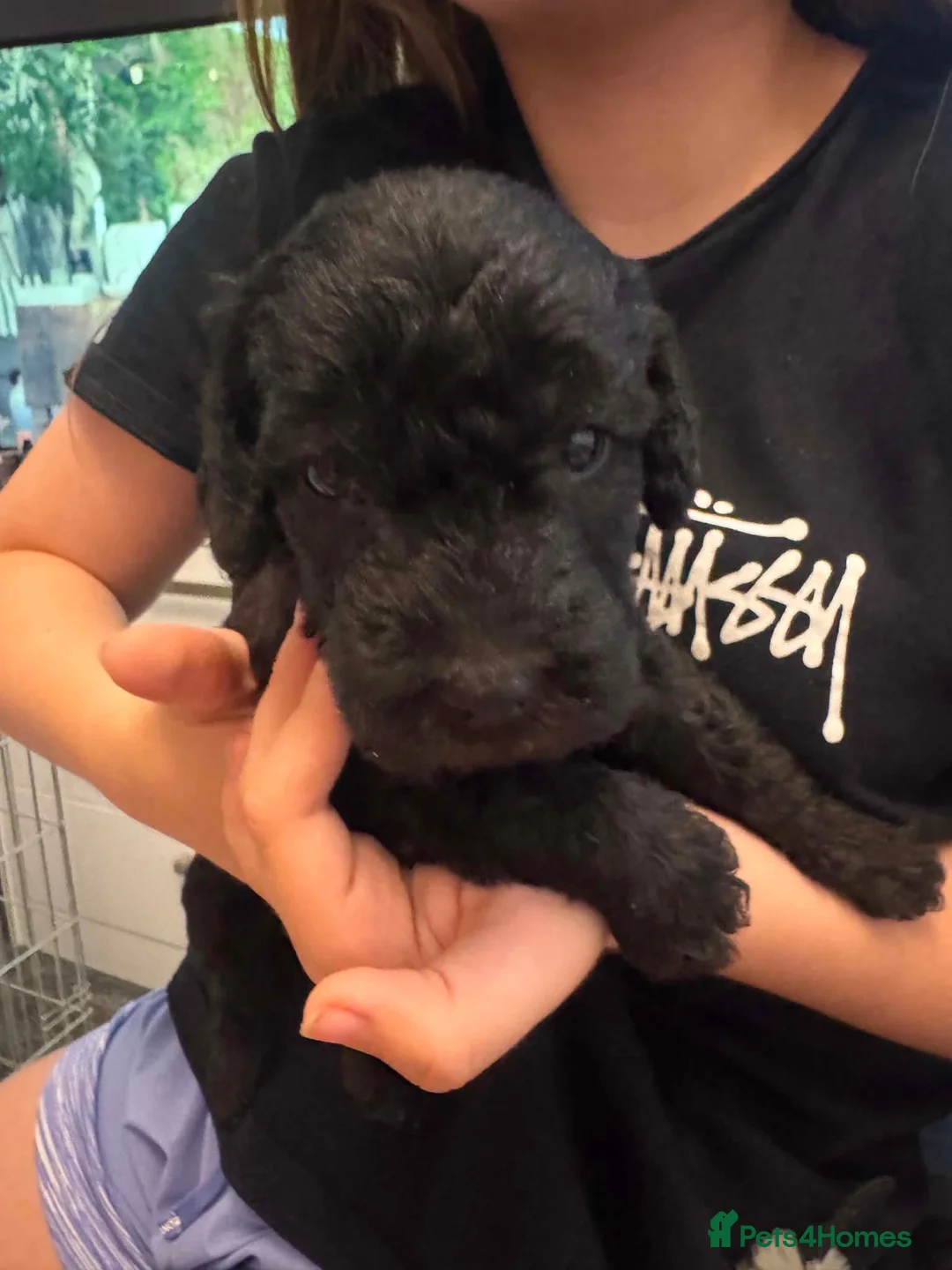 Bedlington Terrier dogs for sale: Bedlington terrier - Advert 4