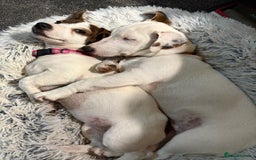 Jack Russell dogs for sale: Jack Russell Puppies  - Image 19