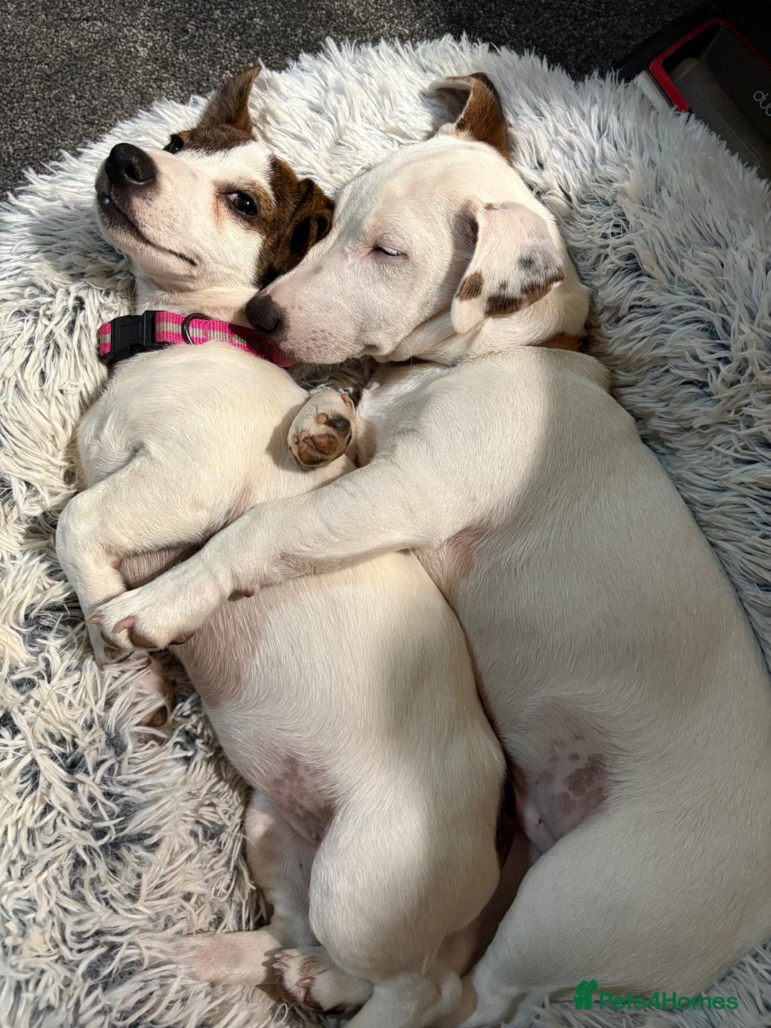 Jack Russell dogs for sale: Jack Russell Puppies  - Image 19