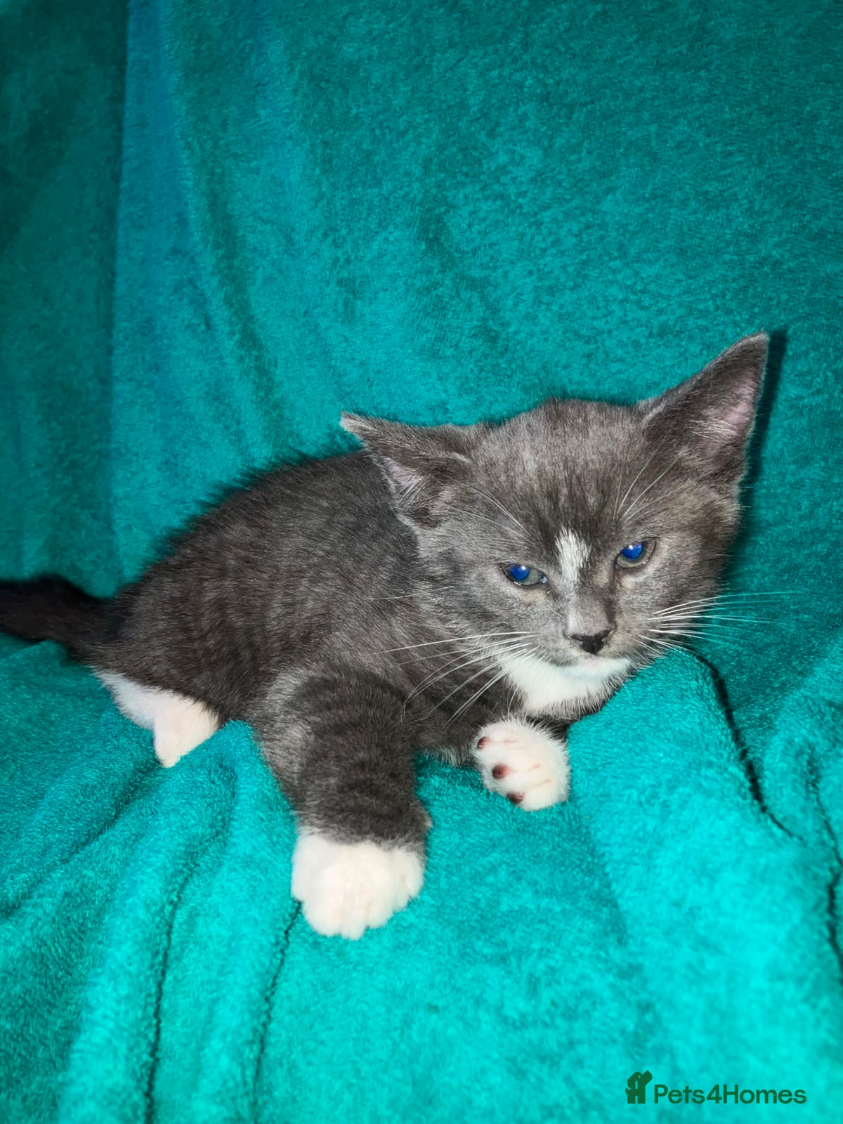 British Shorthair cats 4 british shorthair tabby kittens  - Advert 1