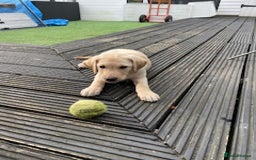 Labrador Retriever dogs for sale: Gorgeous Labrador puppy - Image 8
