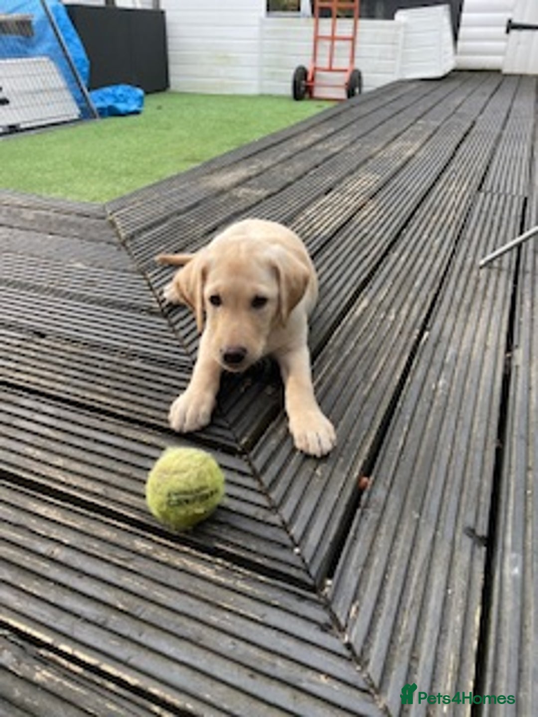 Labrador Retriever dogs for sale: Gorgeous Labrador puppy - Image 8