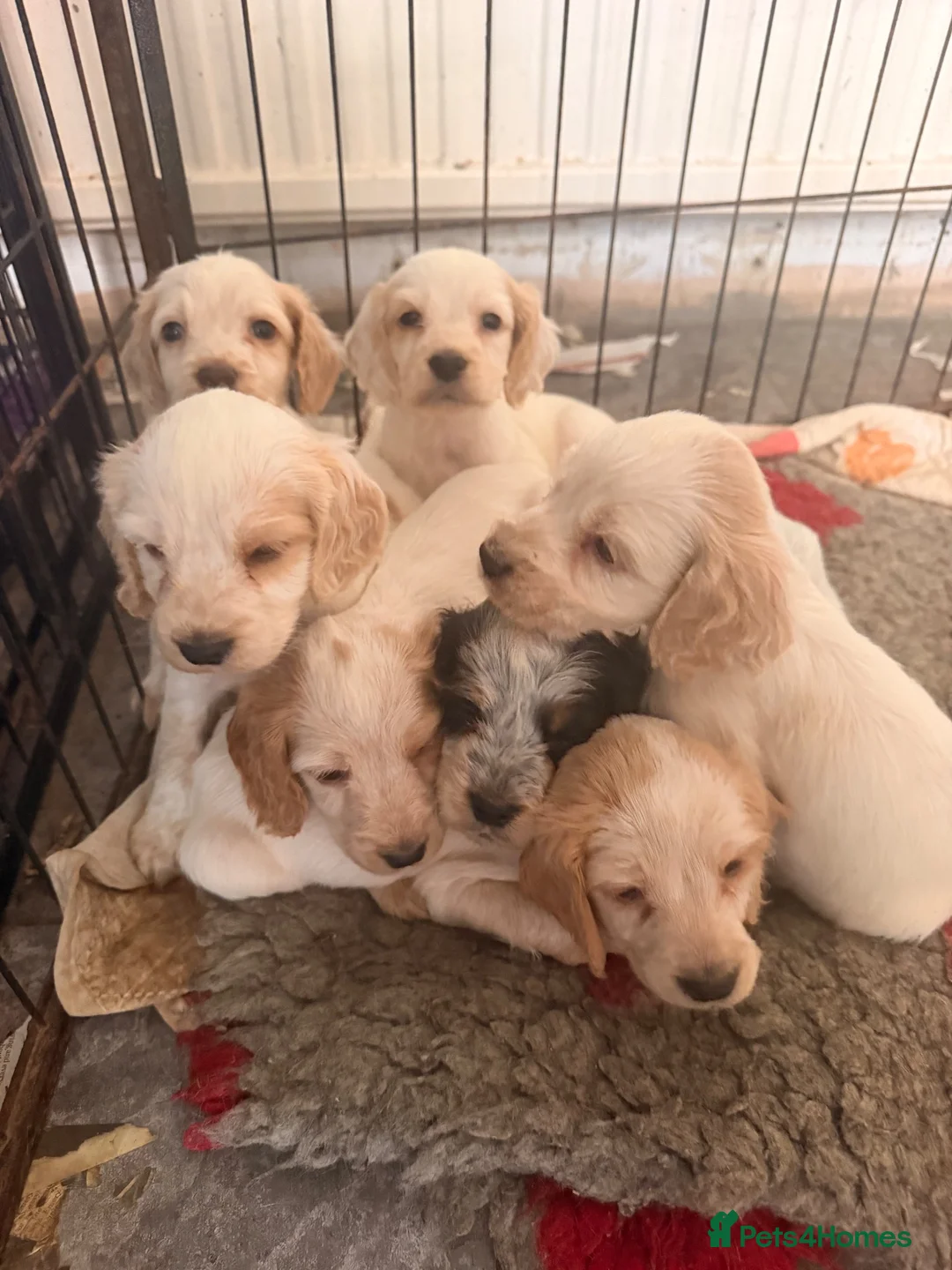 Cocker Spaniel dogs for sale: Cocker spaniels puppies  - Advert 1
