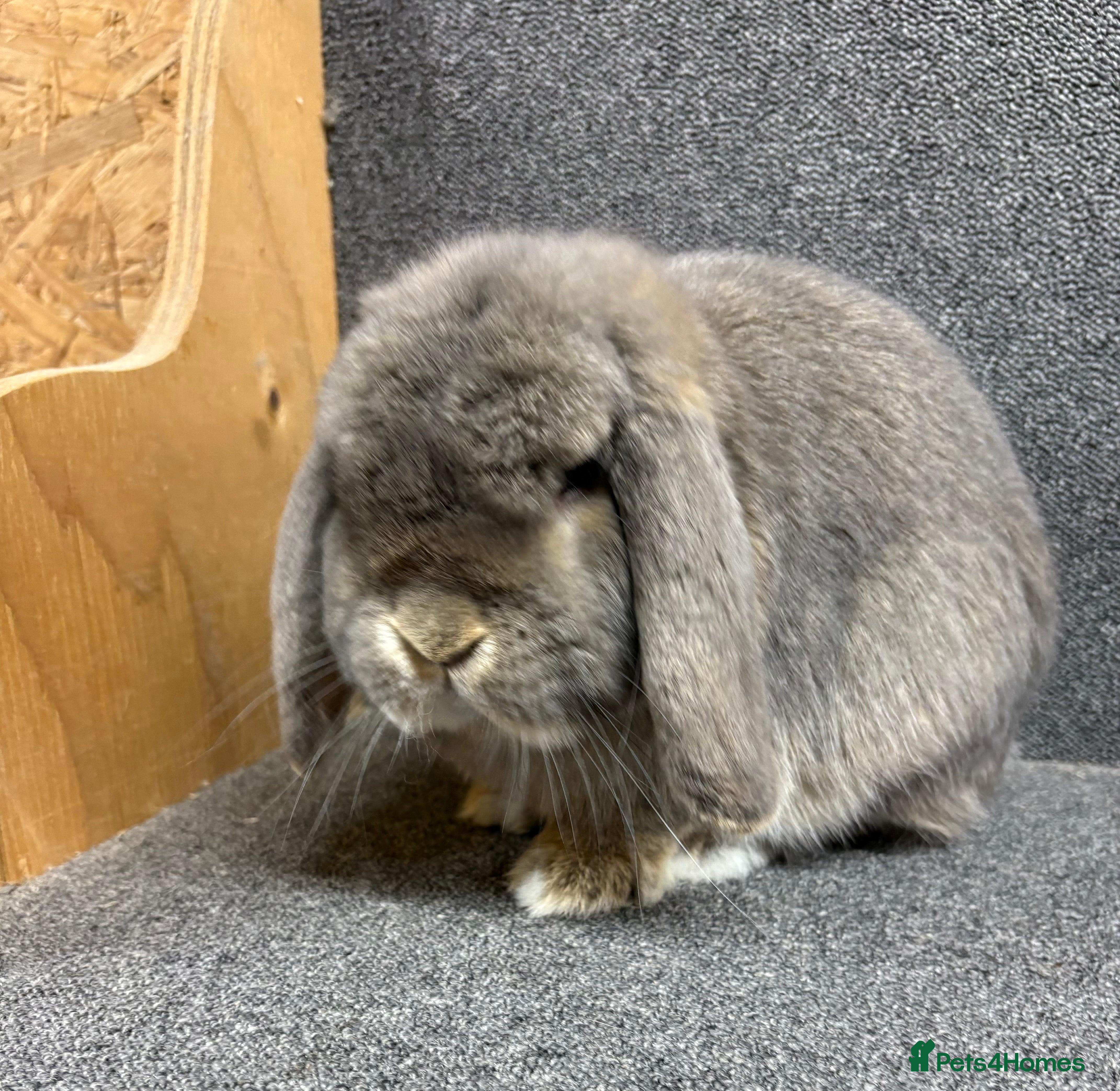 Mini Lop rabbits Mini Lop x Dwarf Lop Babies - Advert 2