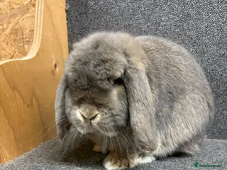 Mini Lop rabbits Mini Lop x Dwarf Lop Babies - Advert 2