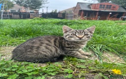 Mixed Breed cats for sale: Lovely adorable kittens - Image 2